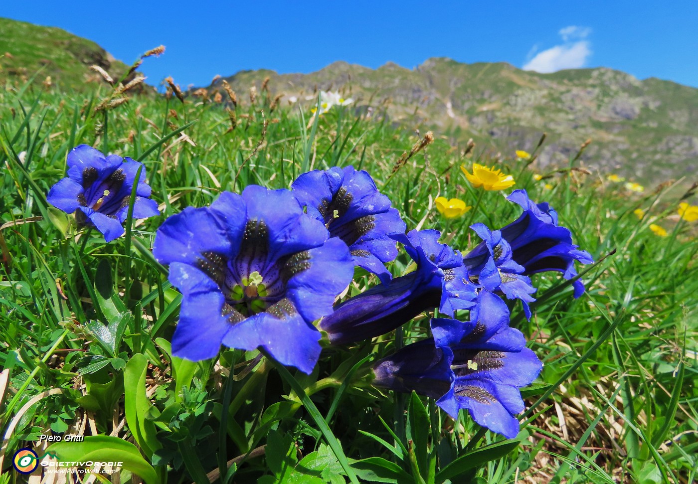 41 Gentiana acaulis (Genziana di Koch) con vista sul Monte Ponteranica.JPG